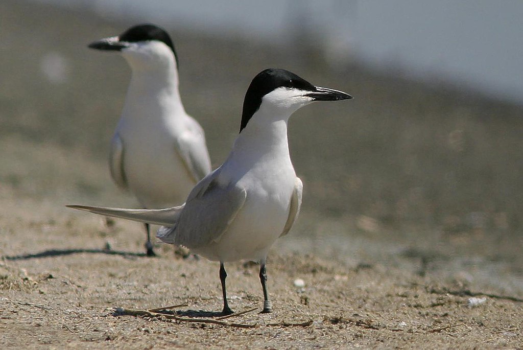 A pair of Gull-Billed Terns photographed at the San Diego National Wildlife Refuge in southern California