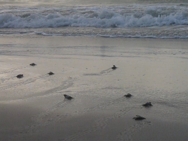 A public release of Kemp's ridley sea turtle hatchlings at PAIS