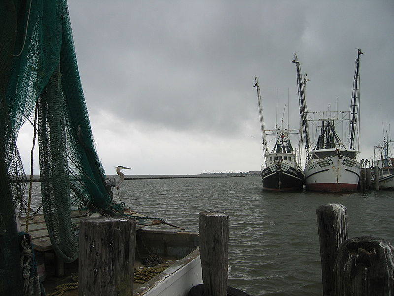 A view of the Fulton harbor with the endangered whooping crane