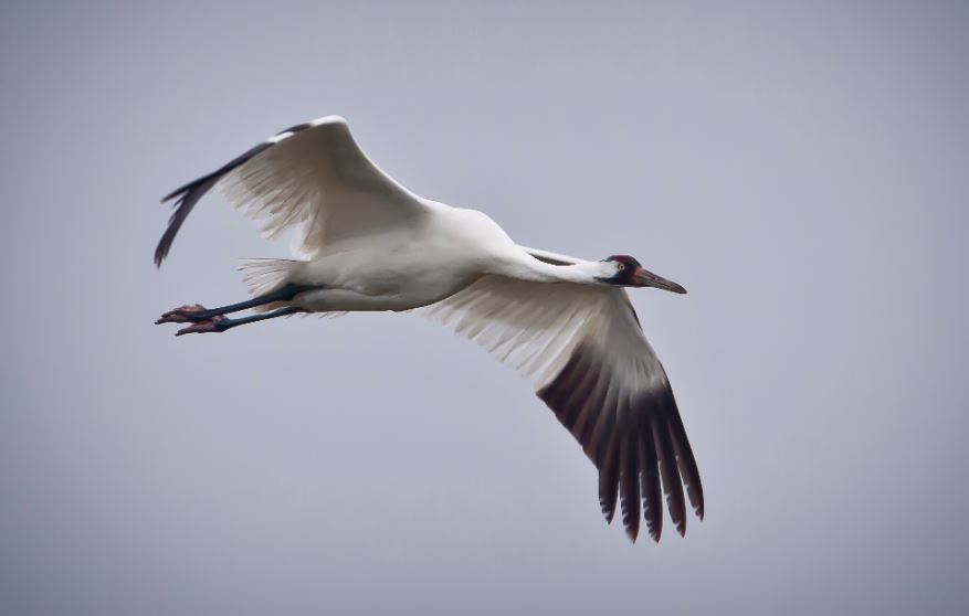 A view of the majestic whooping crane in flight