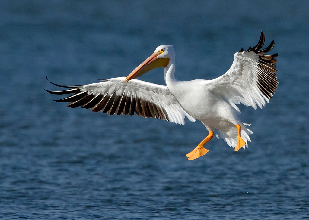 American White Pelican flying in Dallas, USA
