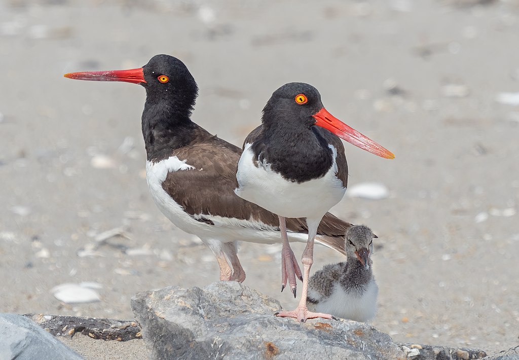 American oystercatchers and chick on Fort Tilden Beach
