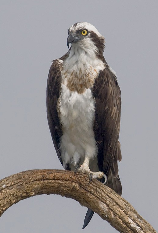 An Osprey perched on a tree branch