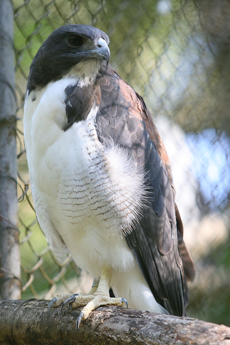 An adult White-Tailed Hawk