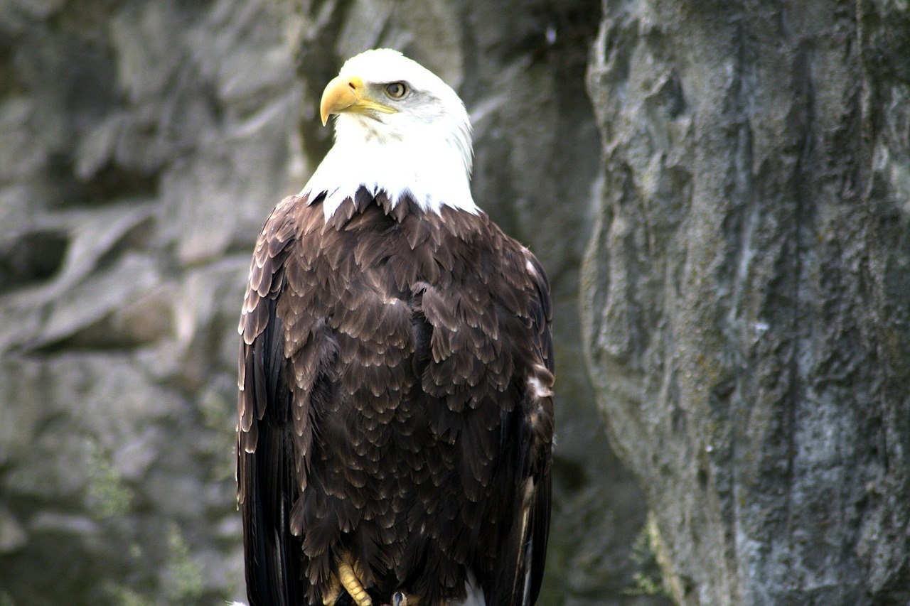 Bald-eagle