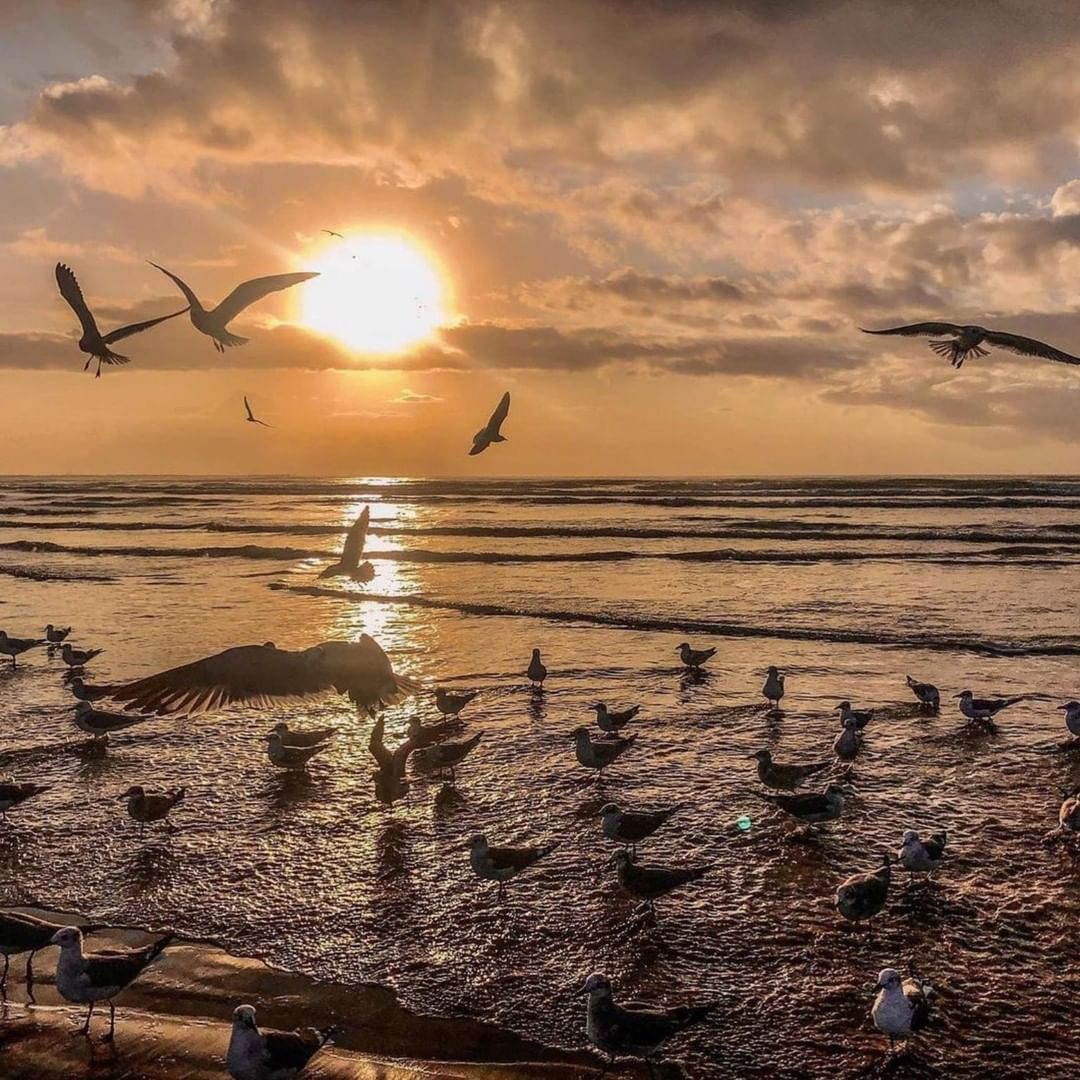 Birds flocking in a Port Aransas Beach