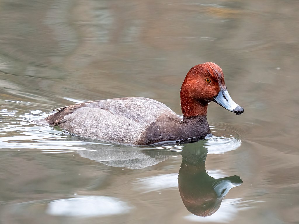 Male Redhead Duck