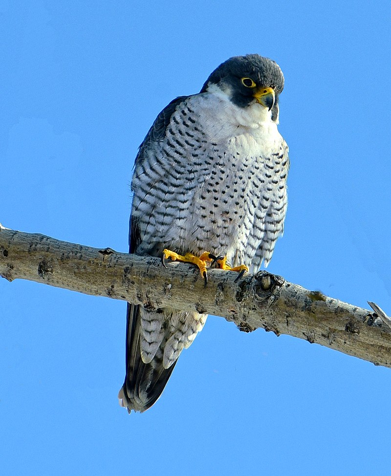Male peregrine falcon in Humber Bay Park West in Toronto