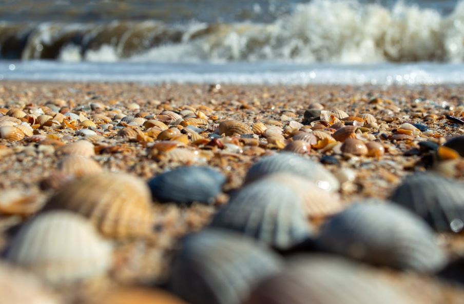 Picking seashells on the beach of San Jose Island is an enjoyable activity for your kids. 