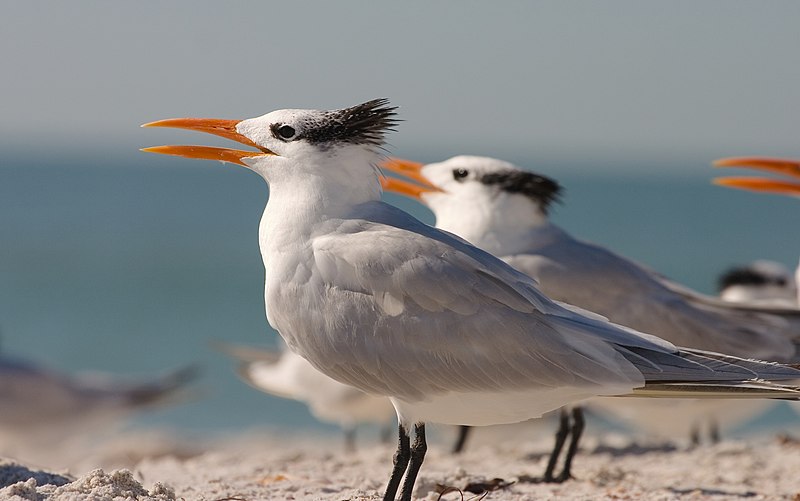 Royal Terns seen on the shoreline