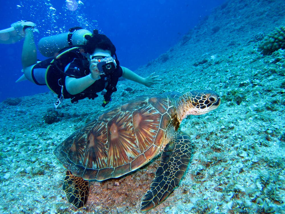 Scuba diving is an awesome water activity that allows you to see the beautiful life of underwater creatures.