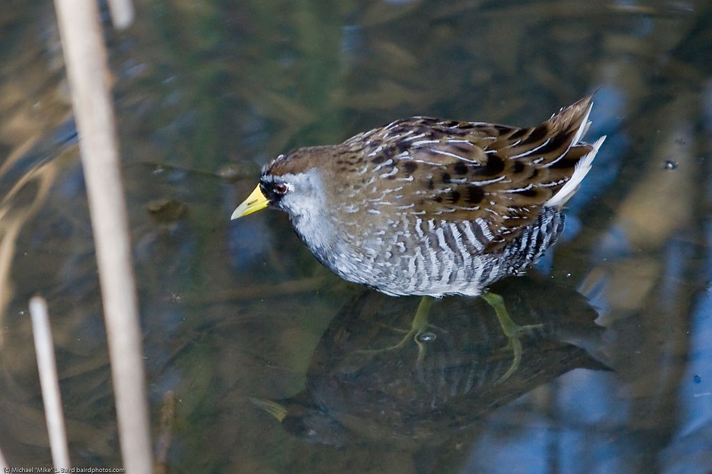 Sora foraging in the water