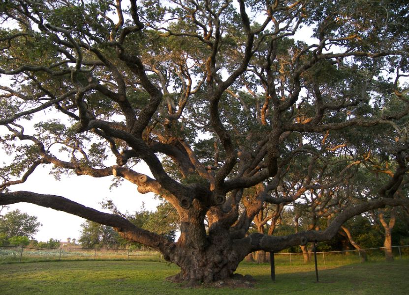 The Big Tree, which is one of the biggest live oak in the world belongs to Rockport, Texas.
