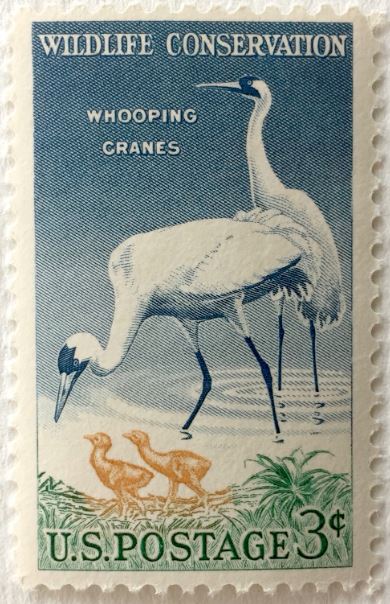 To support wildlife conservation, the whooping crane was featured on a U.S. postage stamp in 1957