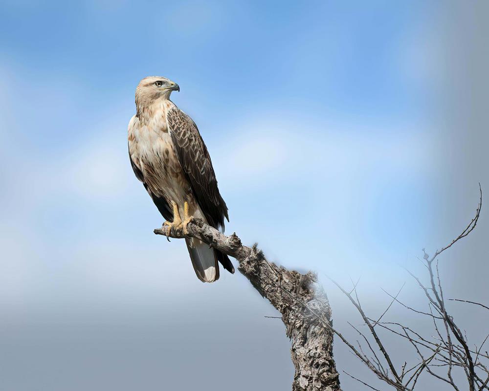 A booted eagle perched on a tree branch