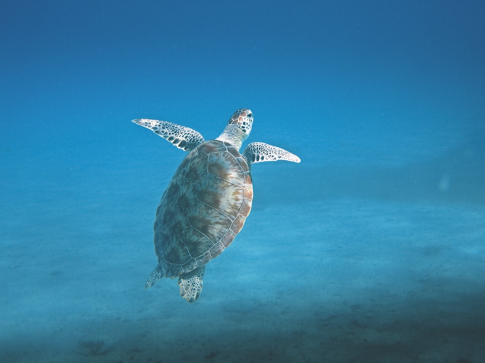 turtle in an ocean