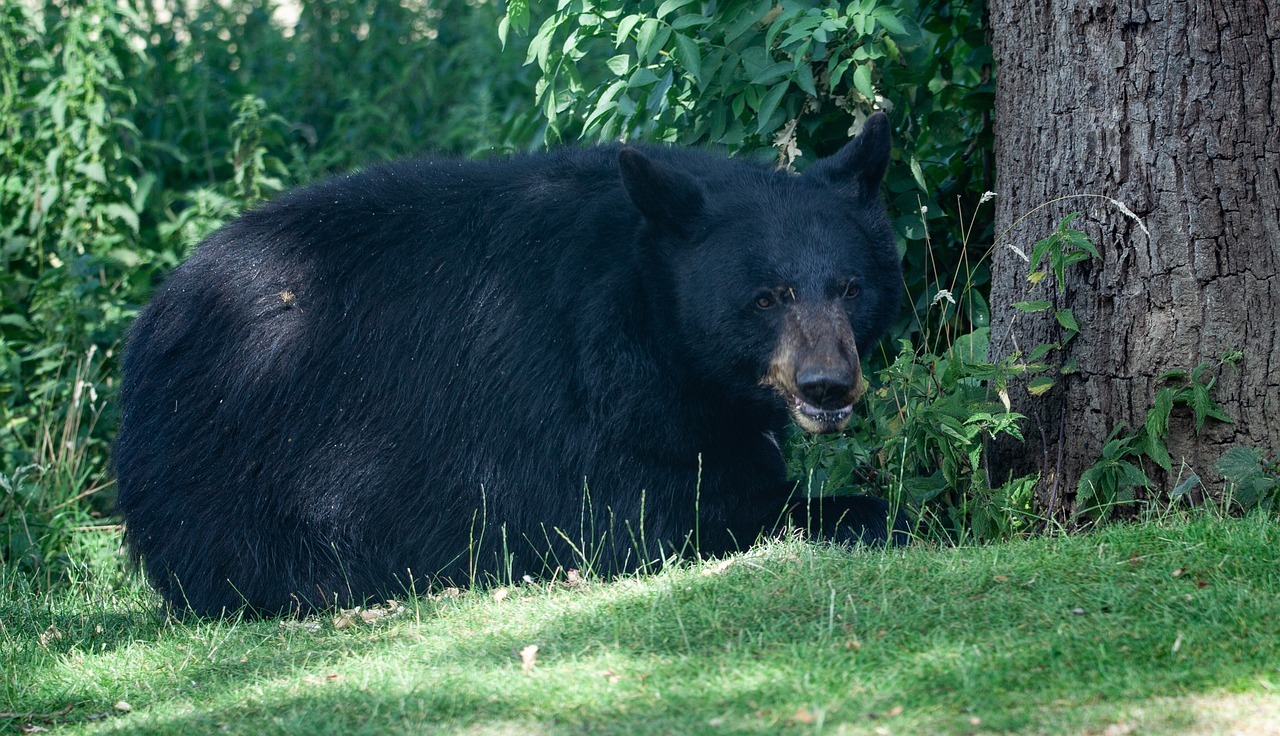 North American black bear