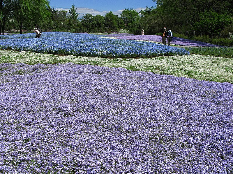 a field of bluebonnets in Texas