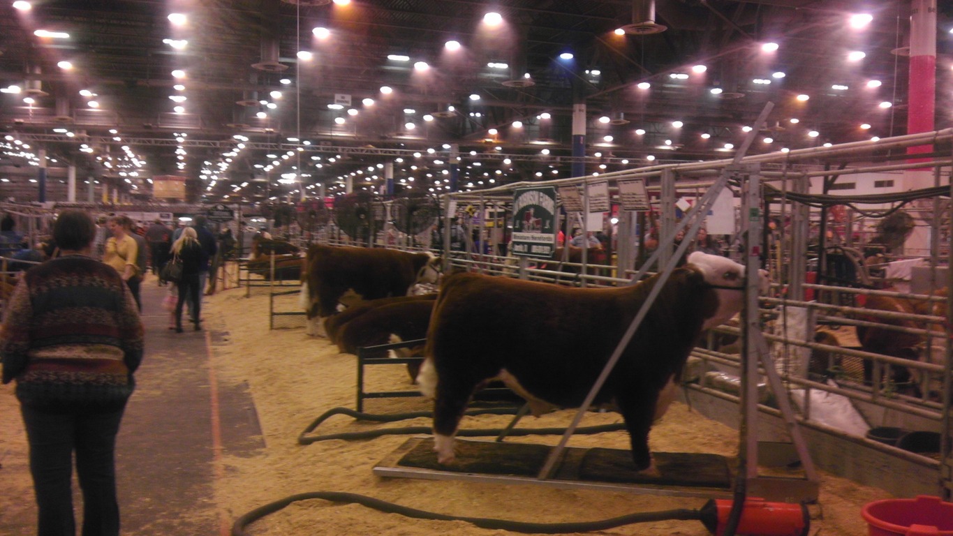 A view of the stables at the Houston Livestock and Rodeo