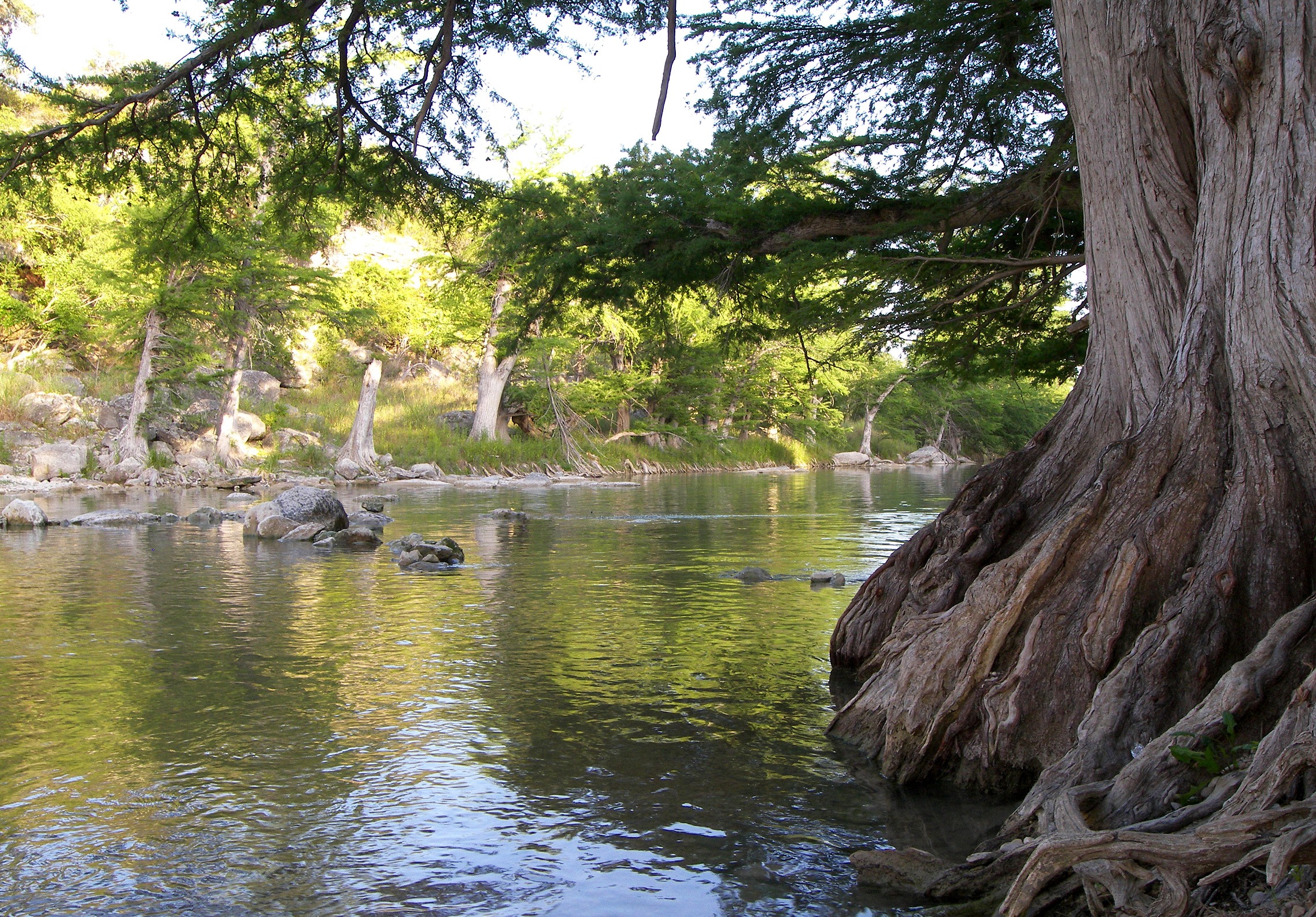 Bald cypress trees on the banks of the Guadalupe River