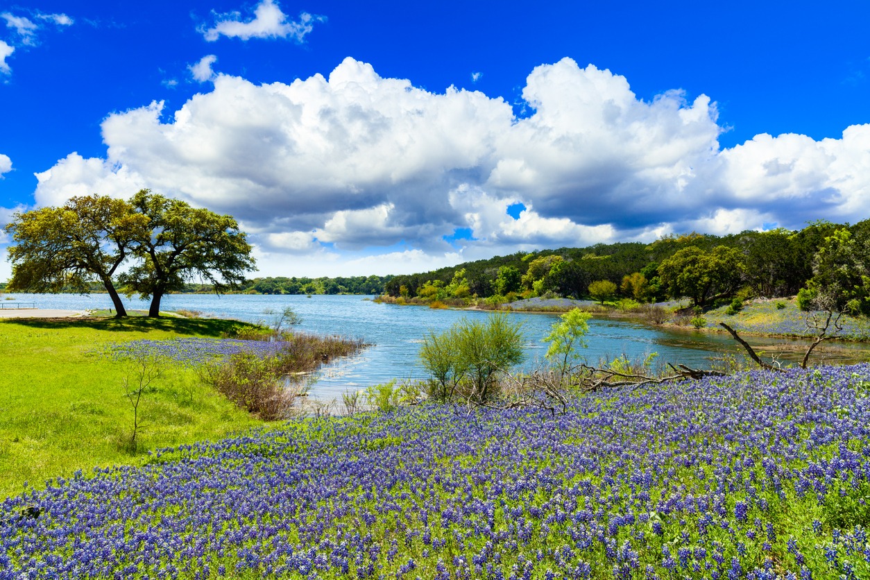 Beautiful bluebonnets along a lake in the Texas Hill Country