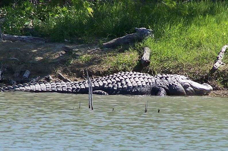 an alligator at Choke Canyon Reservoir
