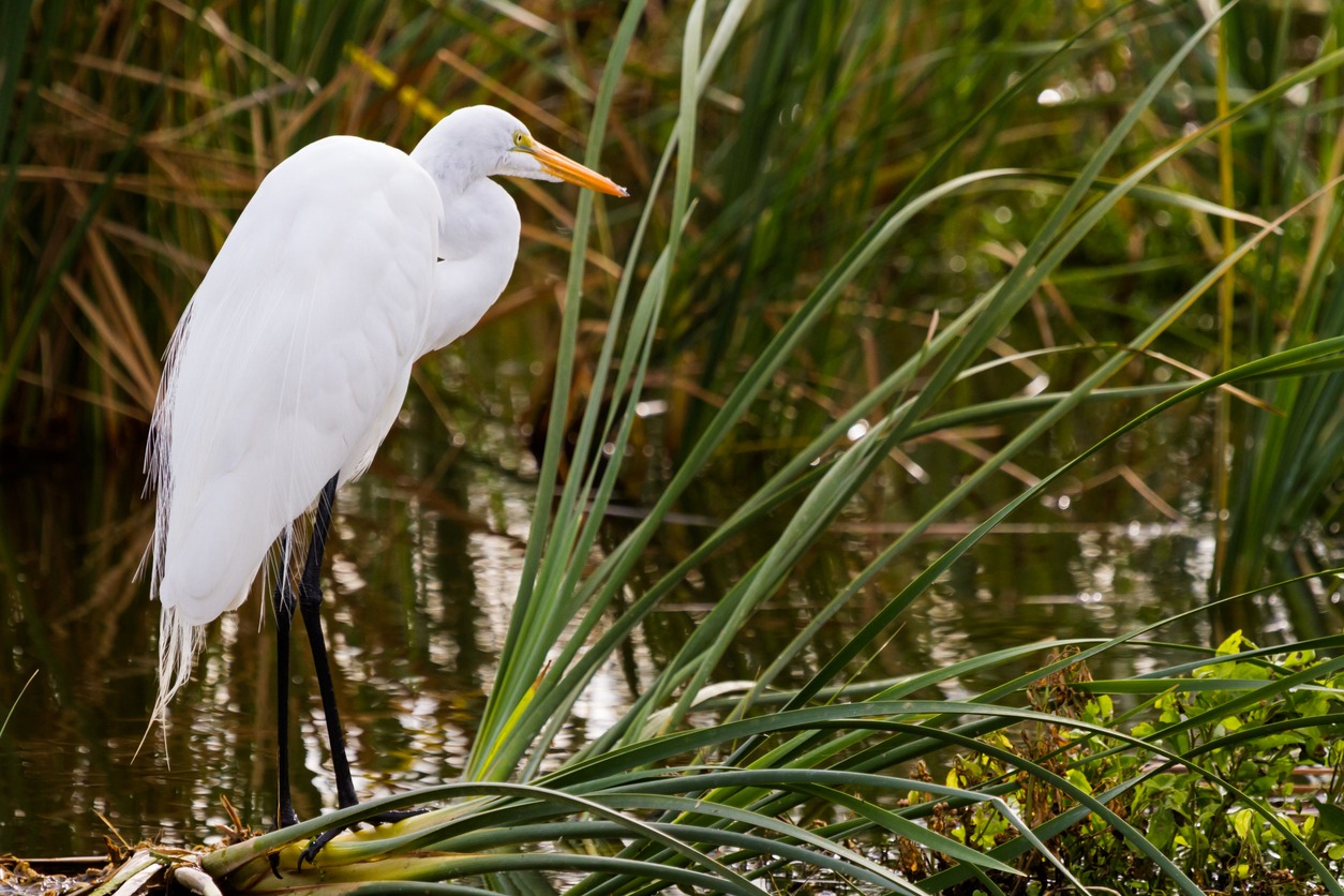 Snowy egret