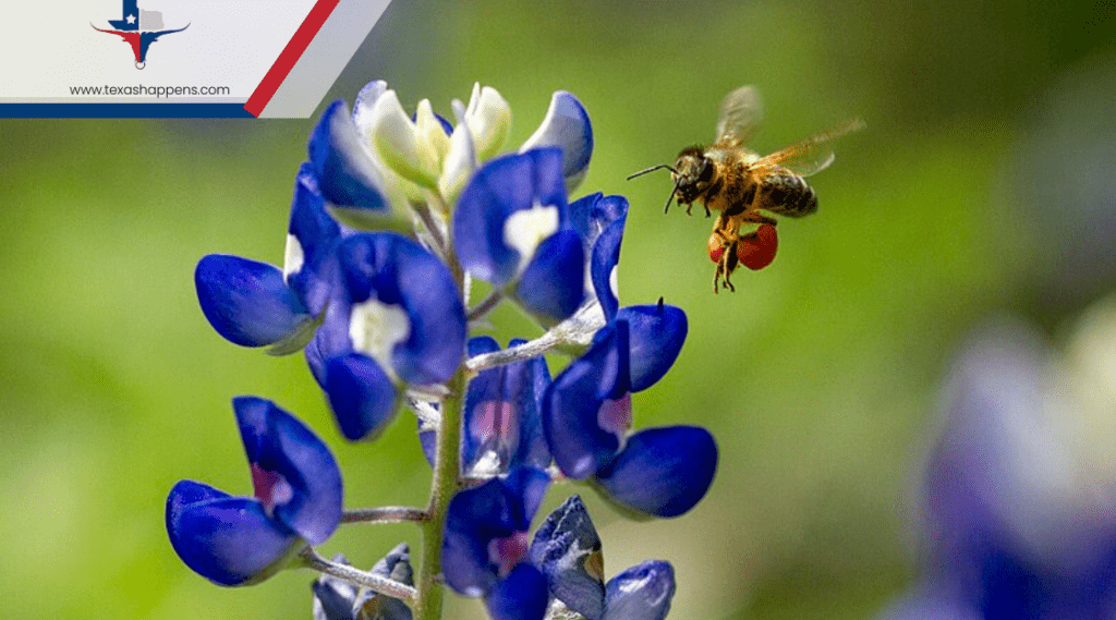 Is It Illegal to Pick the Texas State Flower? Texas Happens