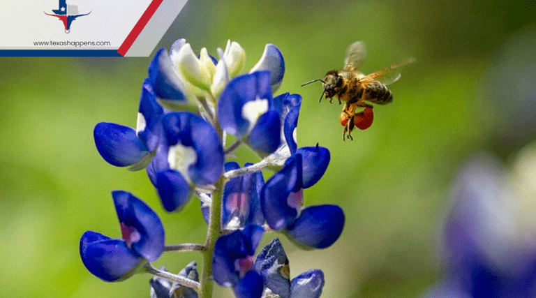 Is It Illegal to Pick the Bluebonnet Texas State Flower?