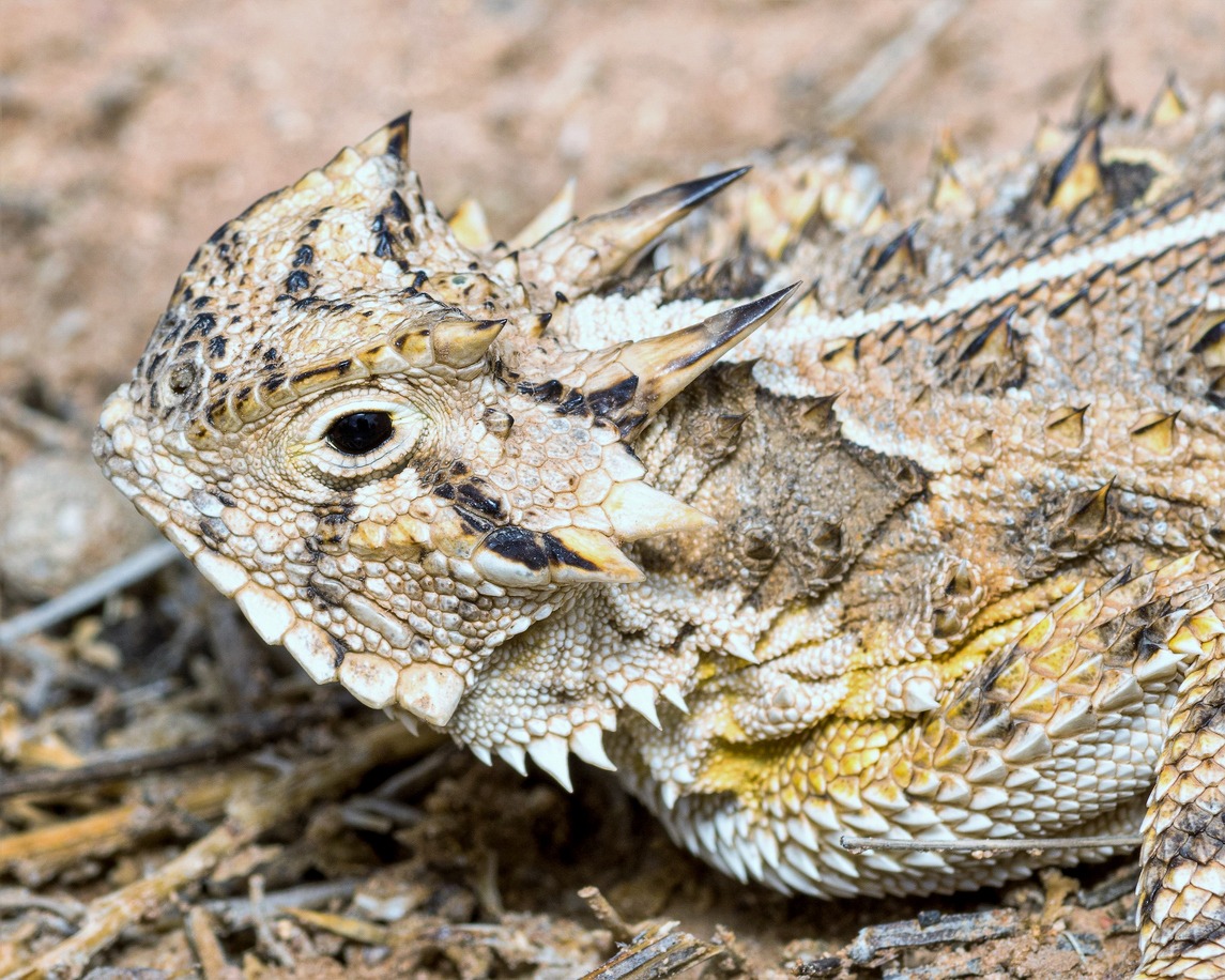 Texas Horned Lizard - in habitat wild animal