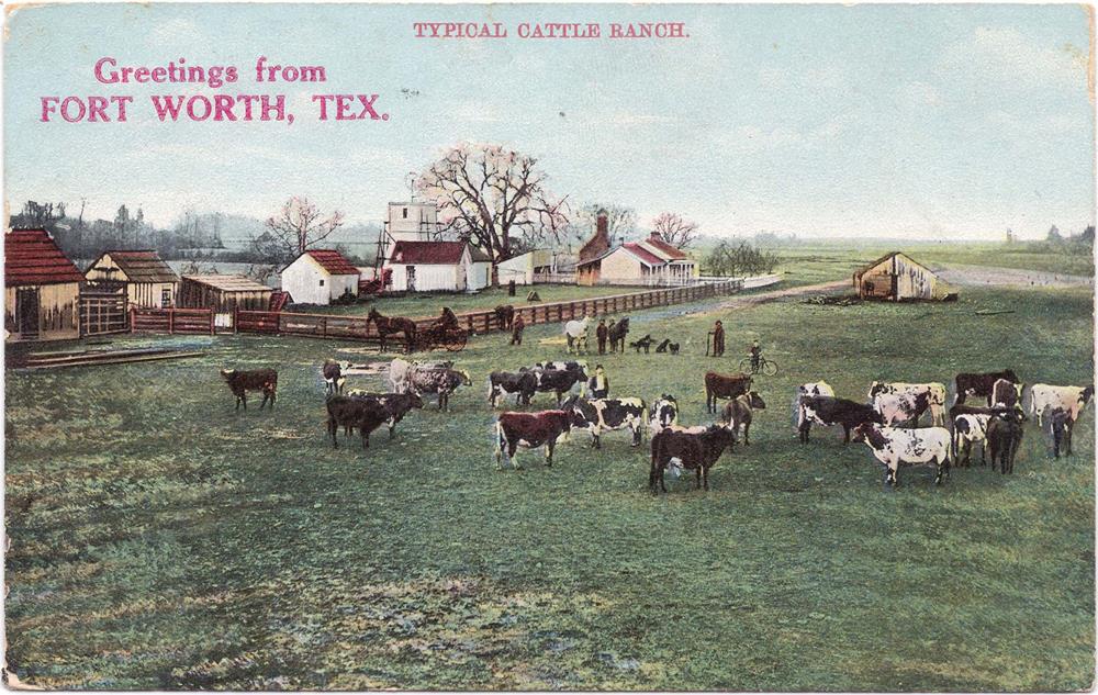 A postcard featuring a drawing of a group of cows standing in a field