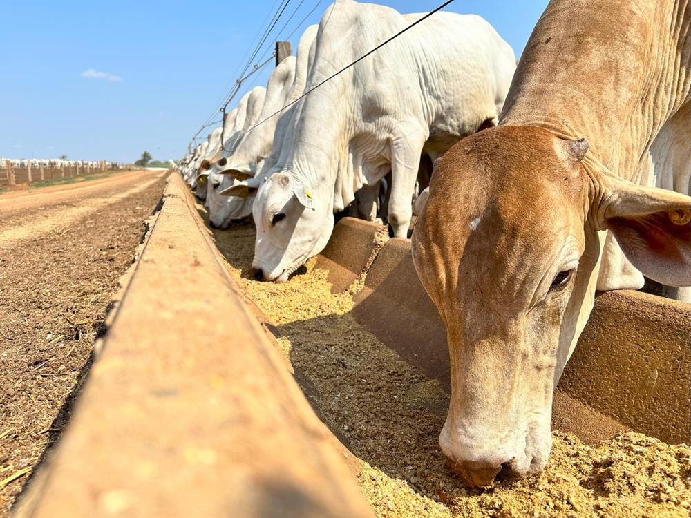Cows feeding on feedlot