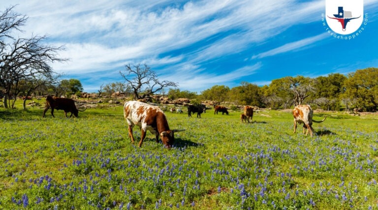 How Did the Cattle Ranching Industry Develop in Texas?