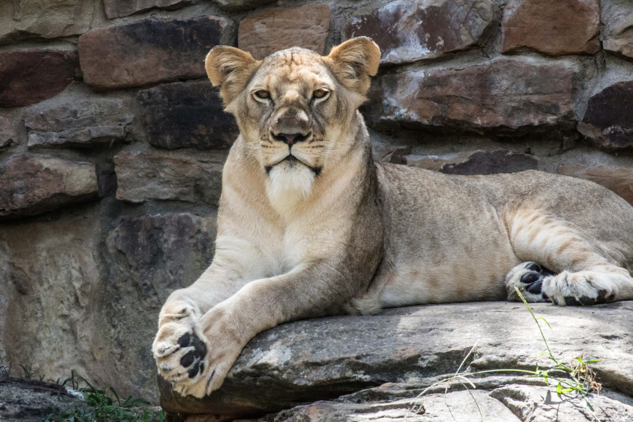A lioness in Fort Worth Zoo, Fort Worth