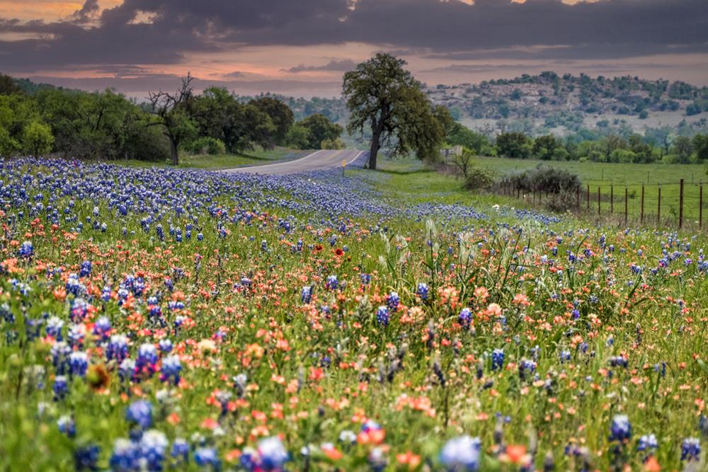 Bluebonnets and Indian paintbrushes in bloom beside a road in the hill country of Texas