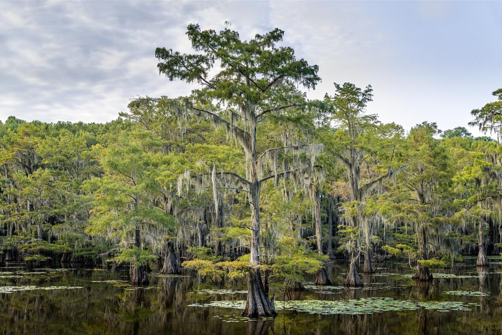Caddo Lake with trees and their reflections at sunrise