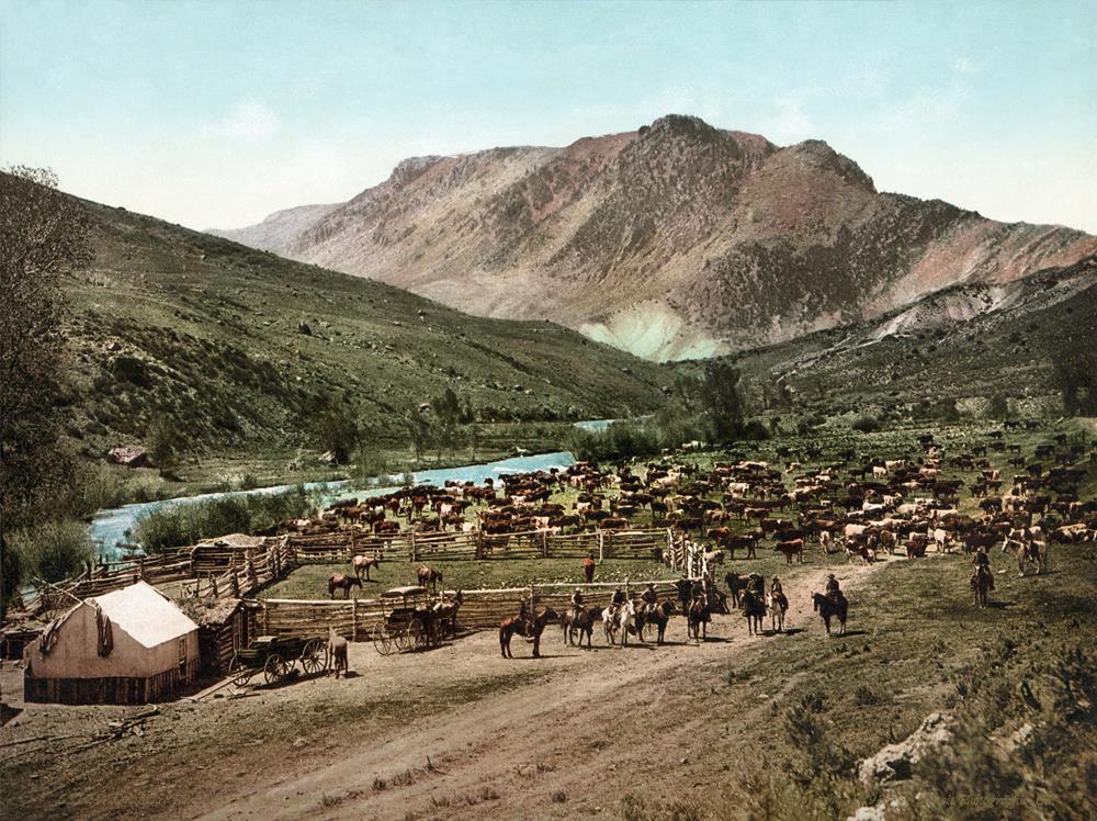 Cattle ranching
