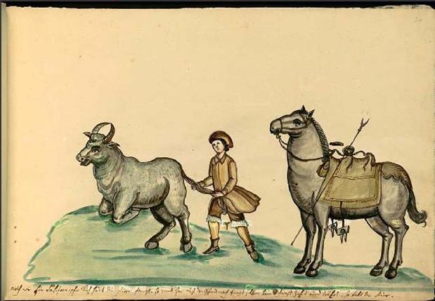 Mexican vaquero “tailing” a bull