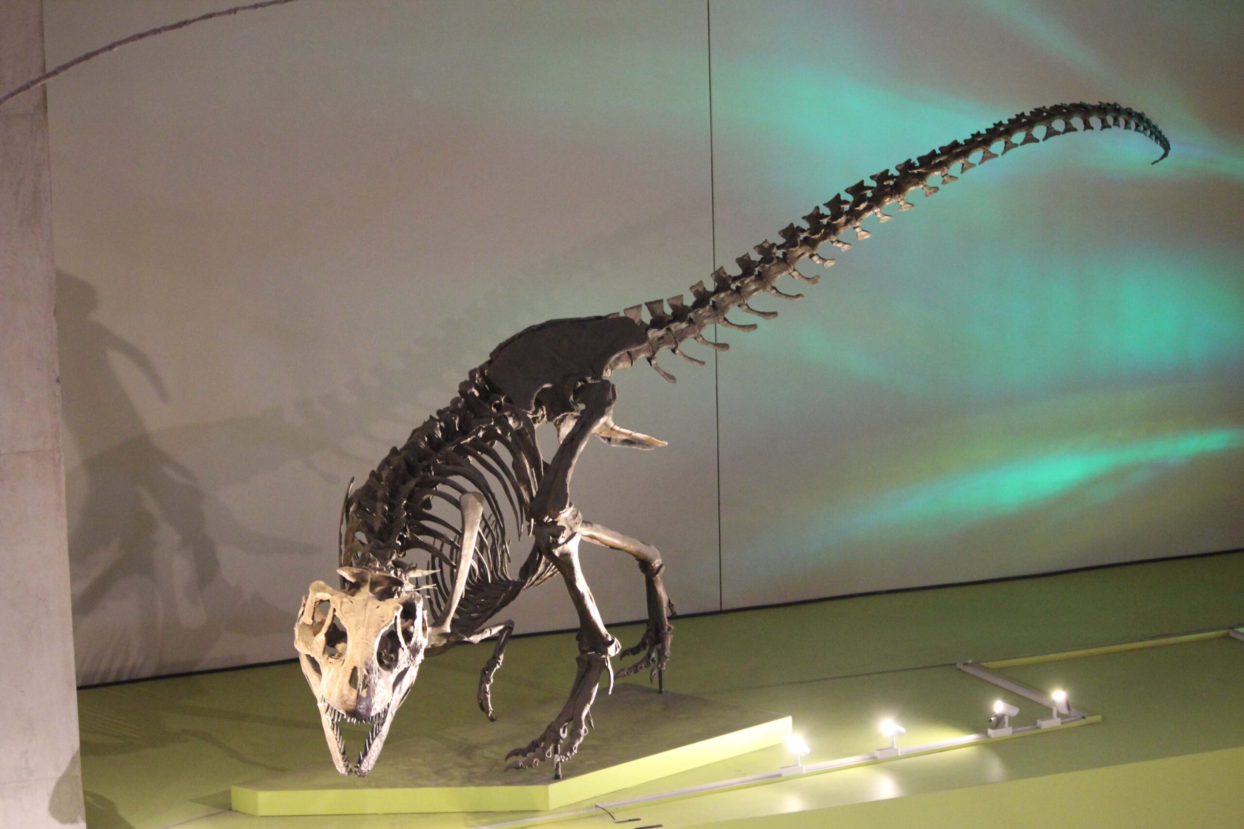 Reconstructed skeletal mount of Nanuqsaurus hoglundi at the Perot Museum