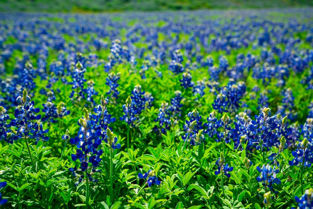 The Bluebonnets in Texas
