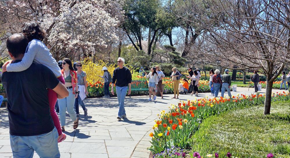 Young families on a nice spring day exploring the Dallas Arboretum Garden