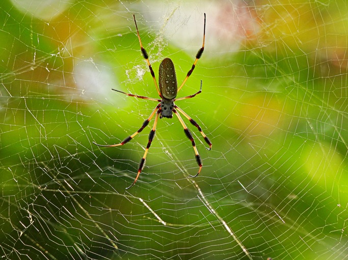 Golden Silk Orb Weaver spider