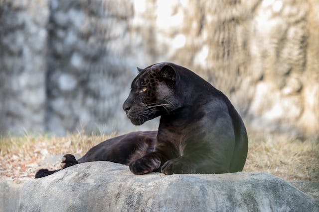 Phantom Black Panther