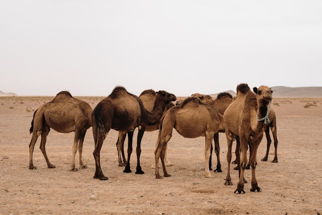 Source of Camels