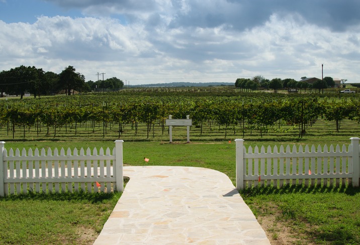 Texas Wine Country vineyard