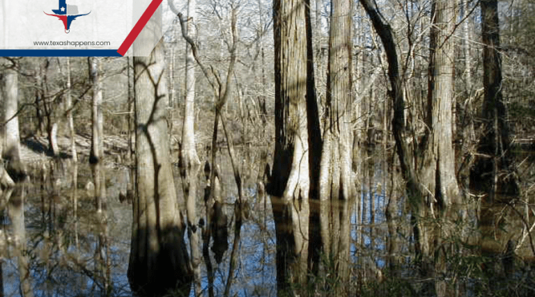 The Unexplained Sounds of the Big Thicket in East Texas