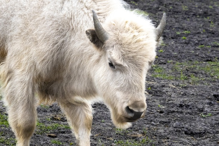 The White Buffalo
