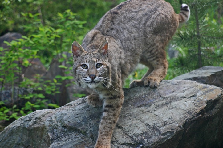 a bobcat