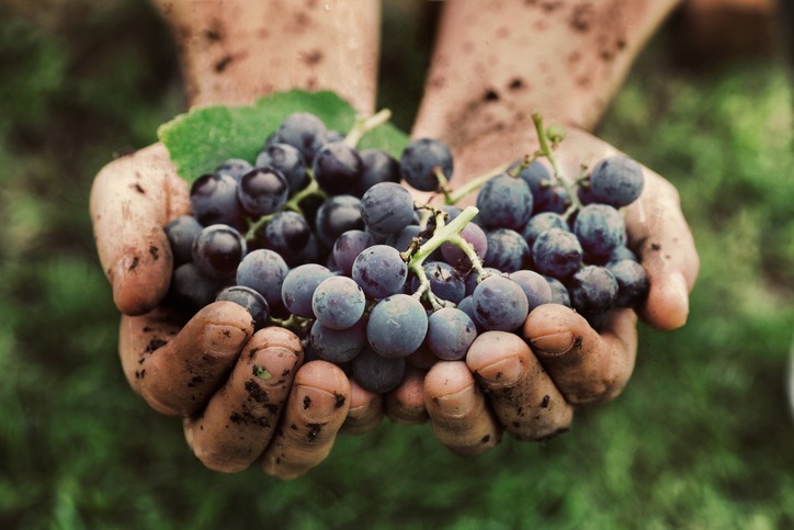 a harvest of grapes