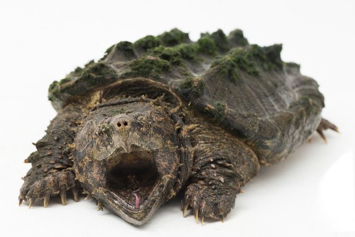 alligator snapping turtle